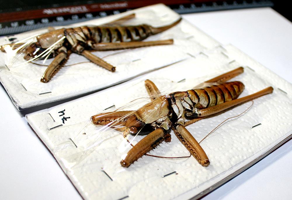 Saga natoliae RARE EUROPEAN GIANT ORTHOPTERA Pair MONSTER SIZED  