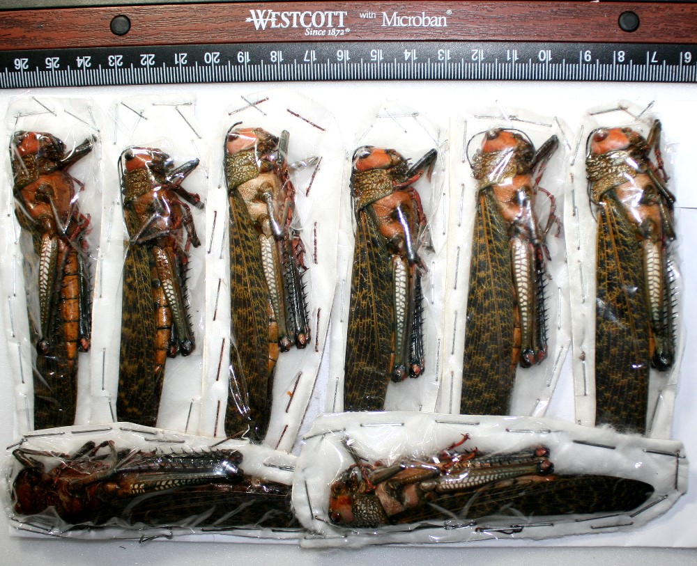   dux WHOLESALE LOT 8 females ian Giant Locust TAXIDERMY  